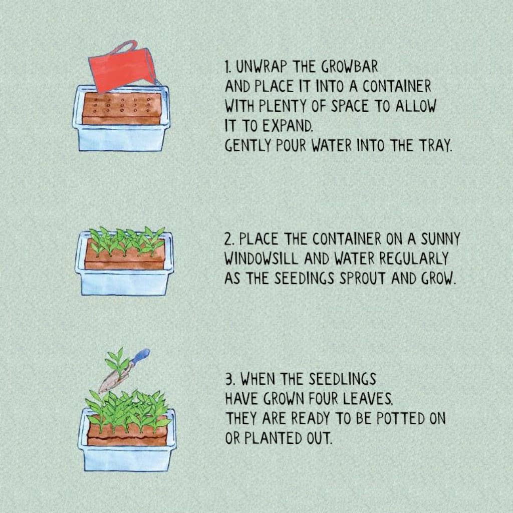 The Bronte Flowers Growbar