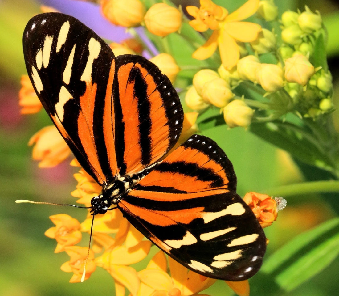 How Can I Attract Bees and Butterflies to My Garden?