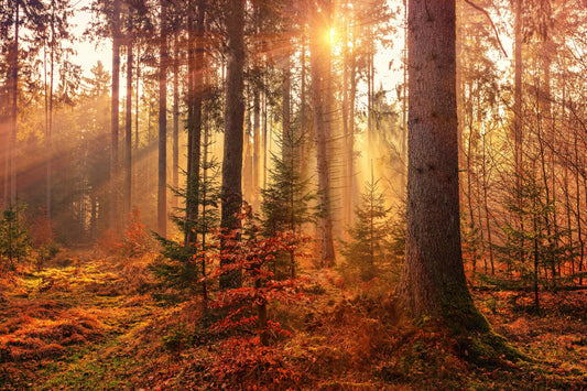 What Are The Autumn Scents of 2026? - Home Fragrance Edition