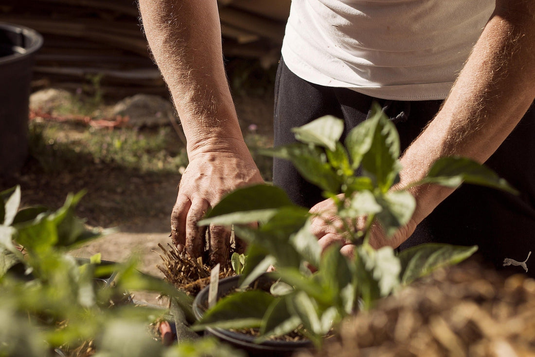 What to Plant in October: The Autumn Garden Checklist for A Spring Bloom