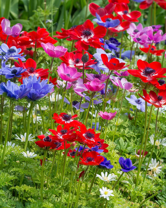 Anemone De Caen Bulbs - 25 bulbs