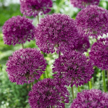 Allium ‘Purple Sensation’ Bulbs - 20 bulbs