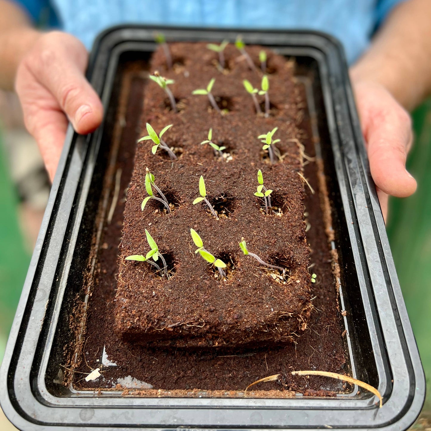 The Bronte Flowers Growbar