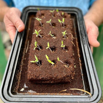 The Bronte Flowers Growbar