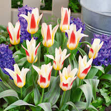 ‘Johann Strauss’ Tulip Bulbs - 20 bulbs