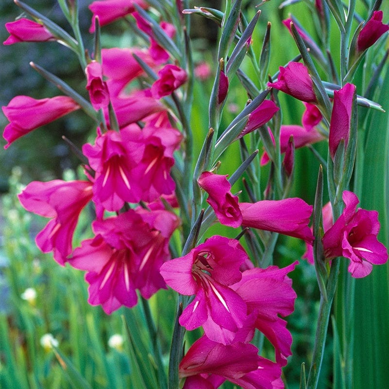 Gladiolus Byzantinus ‘Italian Gladiator’ Bulbs - 25 bulbs