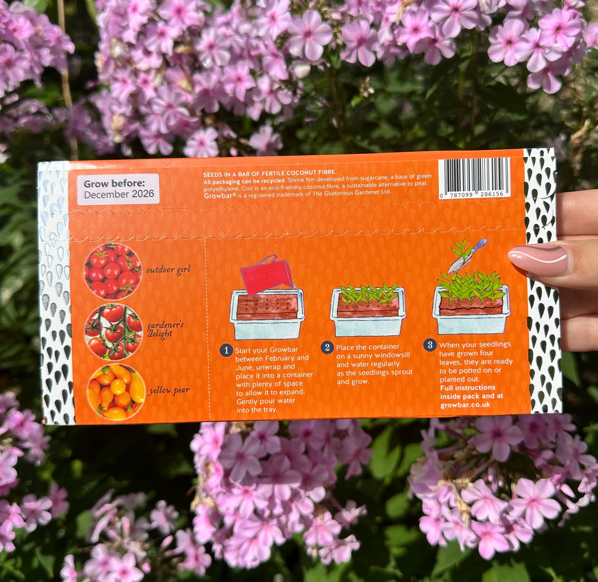 Homegrown mini tomatoes for fresh salads — fun gift for family and urban gardeners
