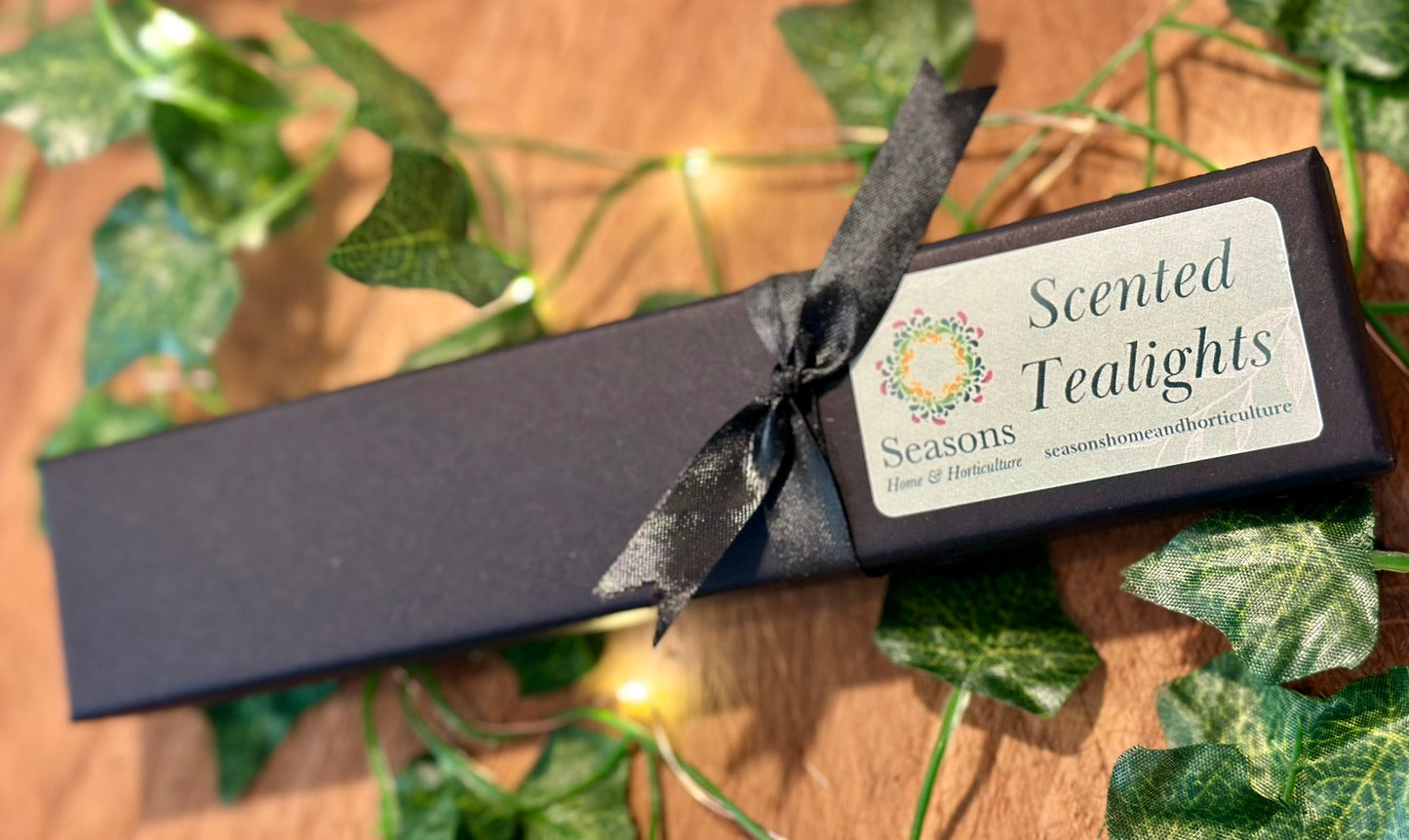 Scented tealight set in sleek black design, vegan cruelty-free luxury home fragrance candles for modern interiors.