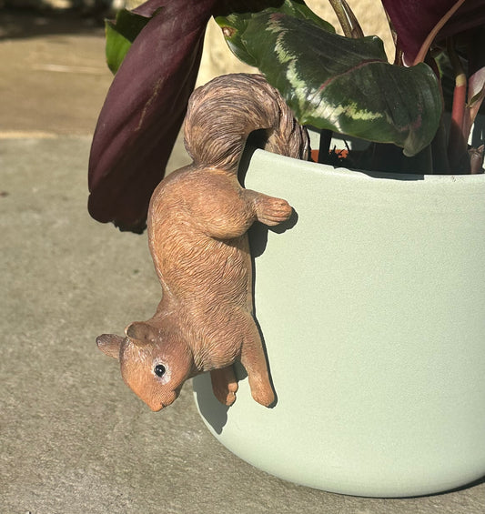 squirrel plant pot hugger on plant pot